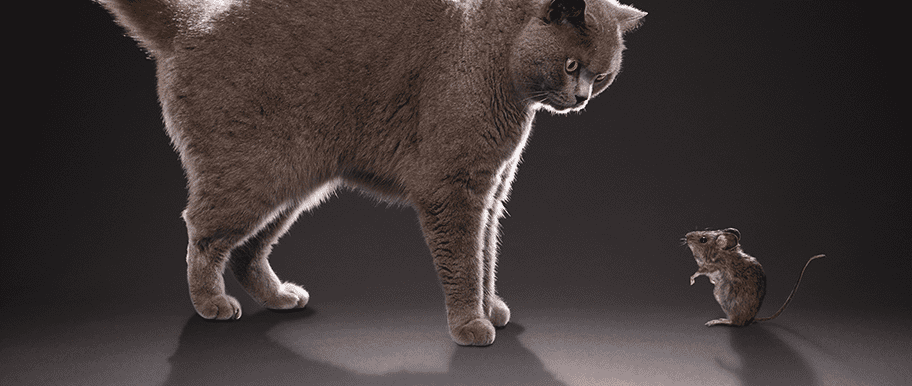 chat souris